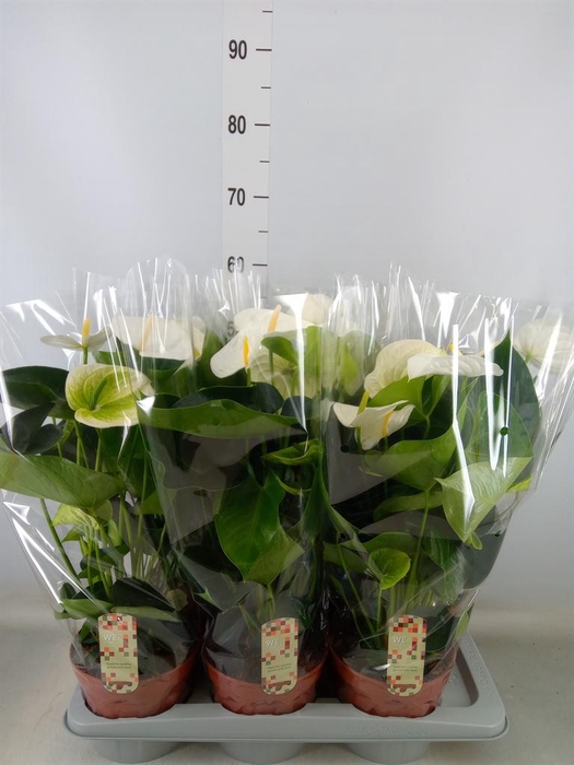 <h4>Anthurium andr. 'Alpine'</h4>