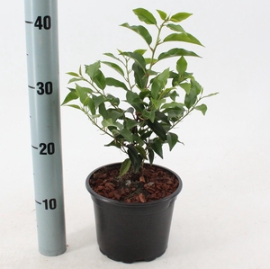 Prunus lus. 'Angustifolia'