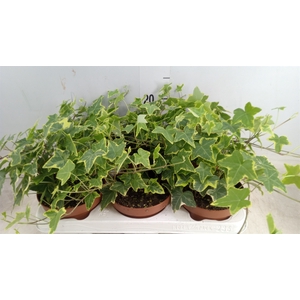 Hedera helix 'Goldchild'