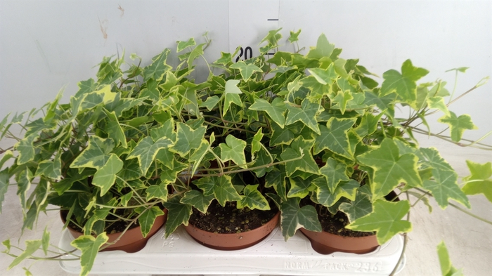 <h4>Hedera helix 'Goldchild'</h4>