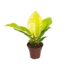 PHILODENDRON IMPERIAL GOLDEN P15