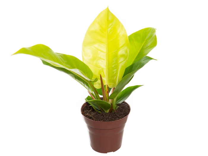 PHILODENDRON IMPERIAL GOLDEN P15