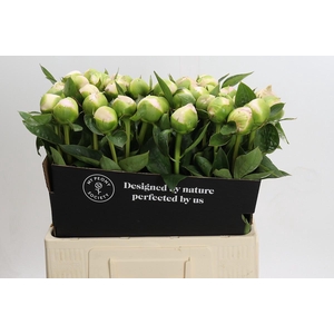 Paeonia Princess Bride