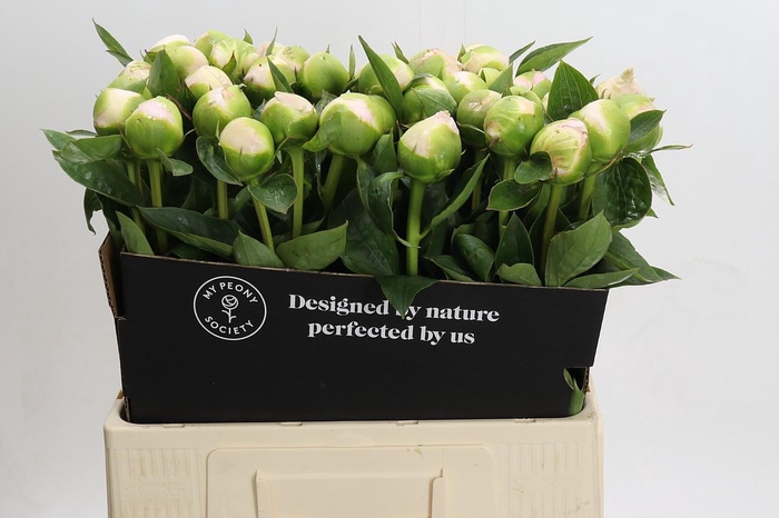 Paeonia Princess Bride