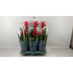 Bromelia   ...mix