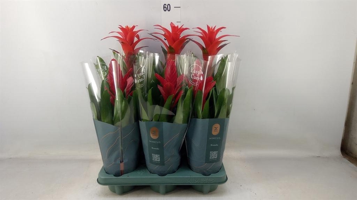 <h4>Bromelia   ...mix</h4>