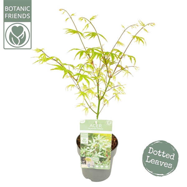 <h4>Acer palm. 'Ukigumo'</h4>
