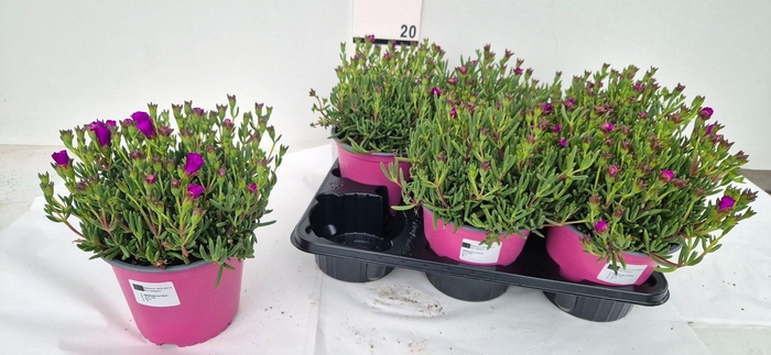 <h4>LAMPRANTHUS ROSEUS</h4>