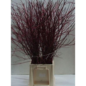 Cornus Alba Sibirica Vertakt