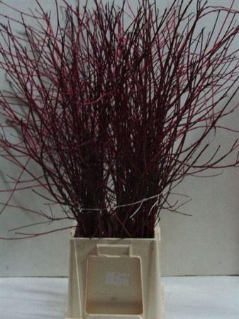 <h4>Cornus Alba Sibirica Spray</h4>