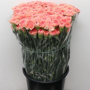 Di St Megan Light Orange