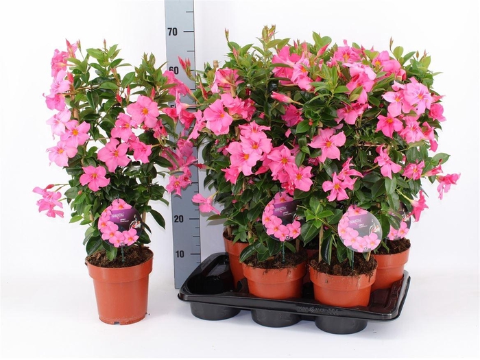 Mande Di Opa Fu Flam