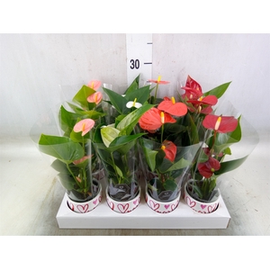 Anthurium andr.   ...mix  3
