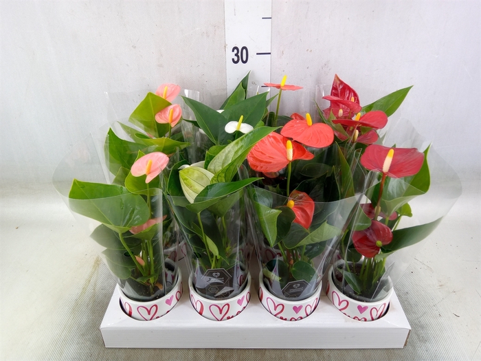 <h4>Anthurium andr.   ...mix  3</h4>