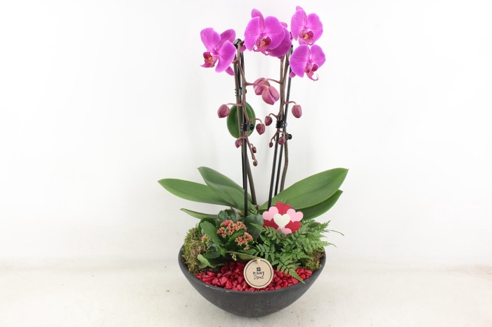 <h4>arr2 PL - Ebbischaal phal. lila STD</h4>