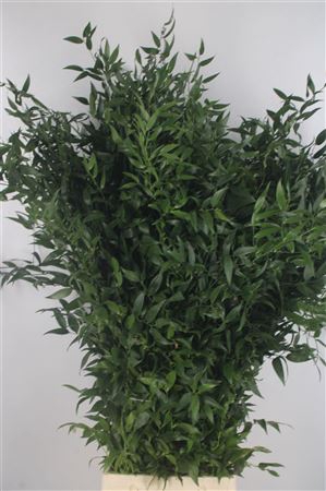 <h4>Ruscus It. 4 Stem Per Bunch</h4>