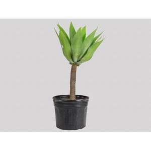 AGAVE ATTENUATA VASO 40L