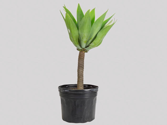 <h4>AGAVE ATTENUATA VASO 40L</h4>