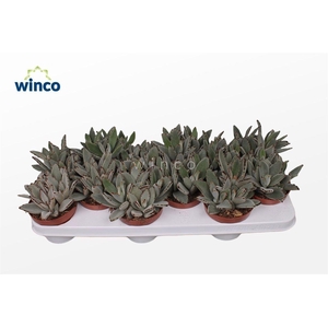 KALANCHOE TOMENTOSA