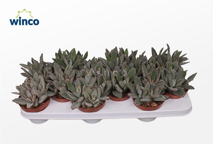 <h4>KALANCHOE TOMENTOSA</h4>