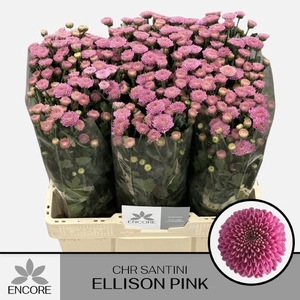 CHR S ELLISON PINK