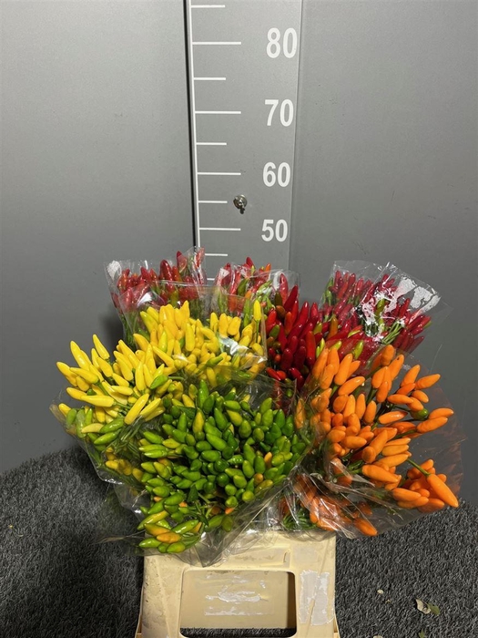 <h4>Capsicum Paprika Mix</h4>