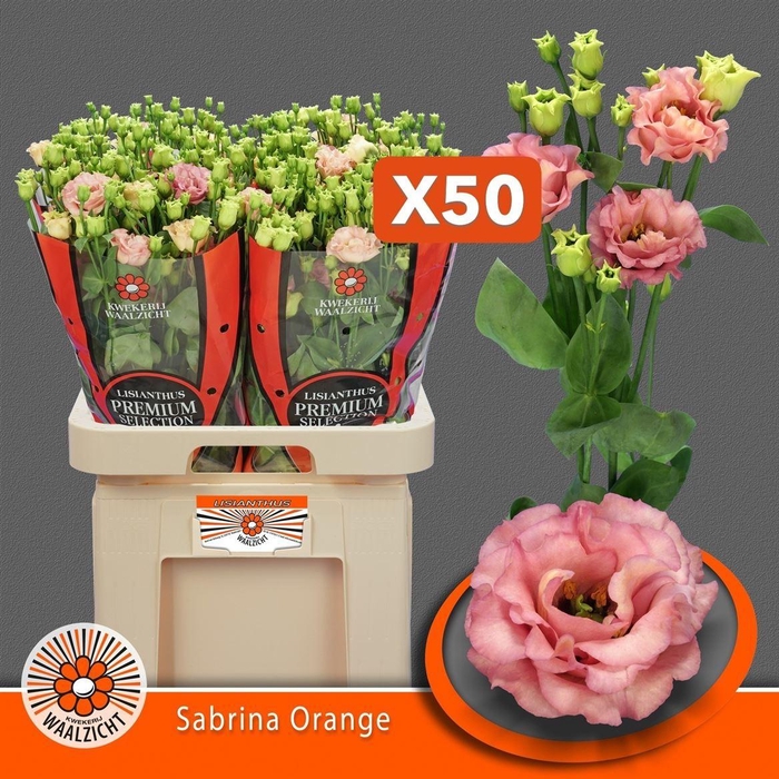 <h4>Eus G Sabrina Orange</h4>