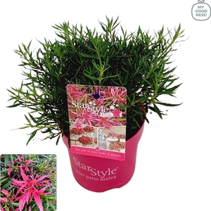 Azalea 25/P15 'Star Style® Pink'