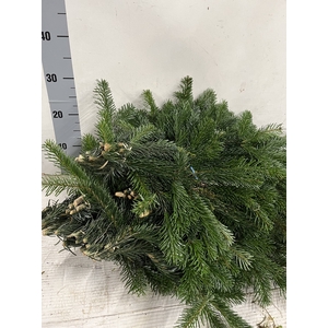 ABIES NORDMANN BS