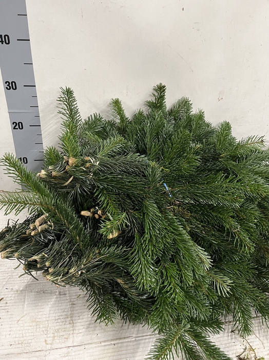 <h4>ABIES NORDMANN BS</h4>