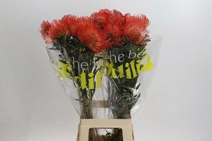 <h4>Nutans Succession</h4>