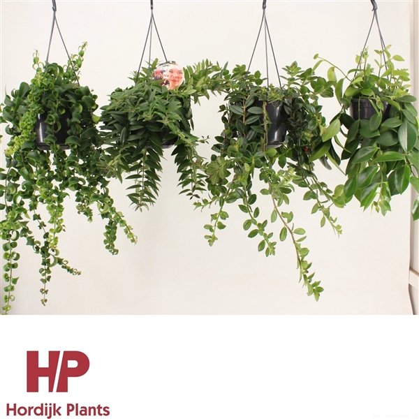 <h4>Aeschynanthus overig</h4>
