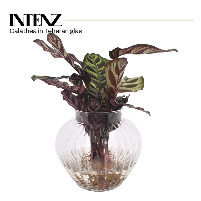 <h4>Calathea makoyana</h4>