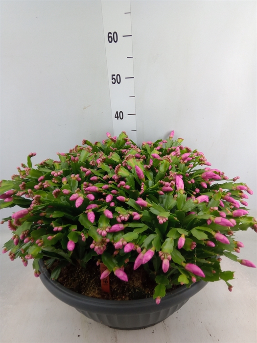 <h4>Schlumbergera   ...</h4>