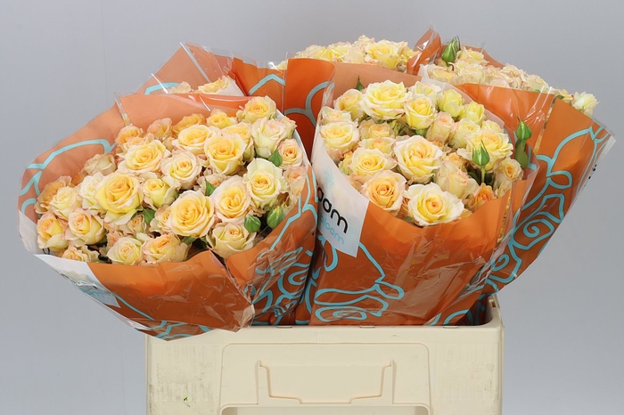 <h4>Rosa Tr Sweet Chablis</h4>