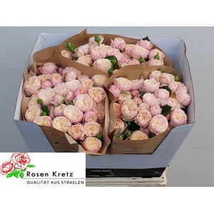 R TR ROYAL BLUSH