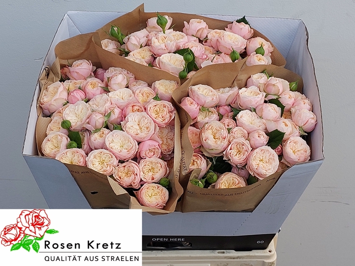 <h4>R TR ROYAL BLUSH</h4>