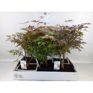 Bonsai   ...mix