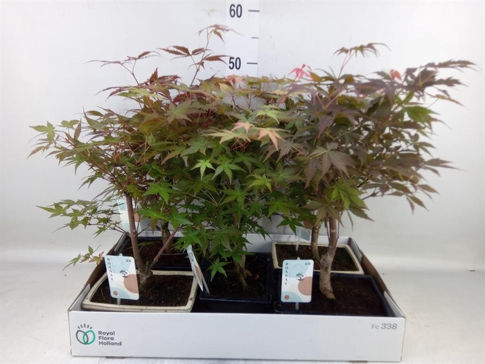<h4>Bonsai   ...mix</h4>