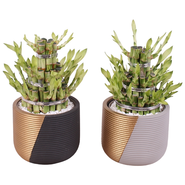 <h4>Lucky Bamboo Shape Round 3B Ø14cm Ceramic PL468</h4>