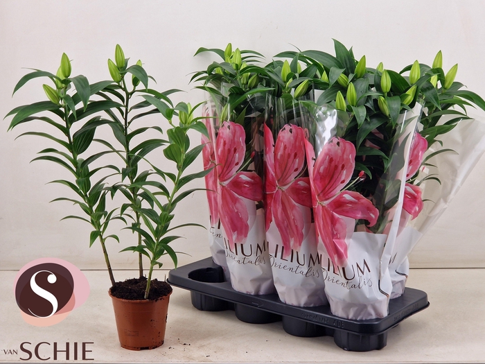 <h4>LIL OR OXYGEN</h4>