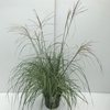 Miscanthus 'Flamingo' (10ltr)