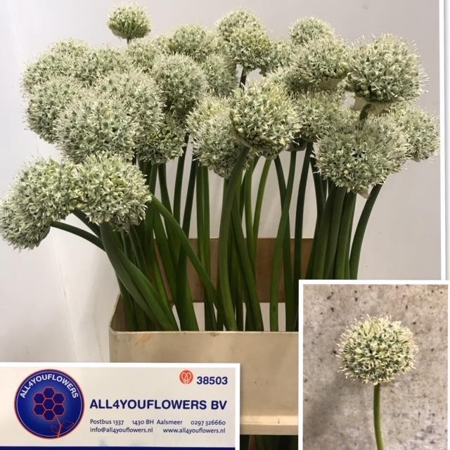 <h4>ALLIUM WHITE GIANT</h4>