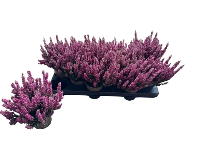 <h4>CALLU BL MIXK</h4>