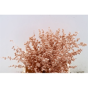 Ilex Kbh Copper 40cm Stem