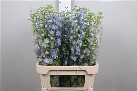 <h4>Delph Du Guard Lavender</h4>