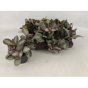 EPISCIA OV