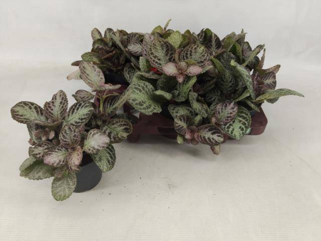<h4>EPISCIA OV</h4>