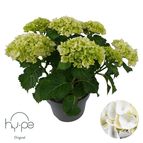 <h4>Hydrangea Mophead White 7+ | Hy-pe Original</h4>