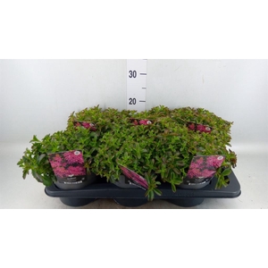 Sedum spurium 'Spot on deep Rose'